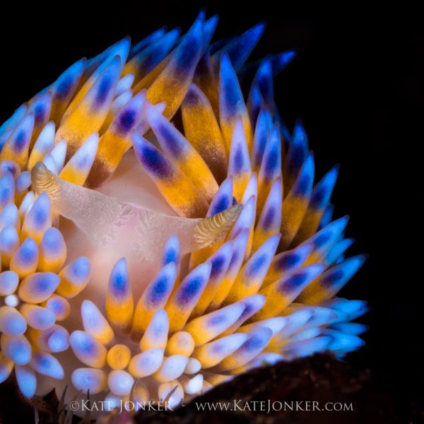 Using contrasting colours to make your images stand out in underwater photography