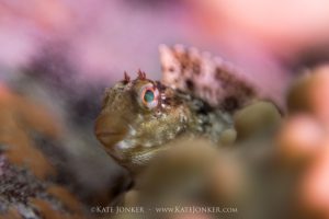using vintage lenses for ethereal macro underwater photos