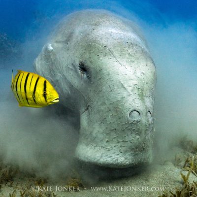dugong in marsa alam