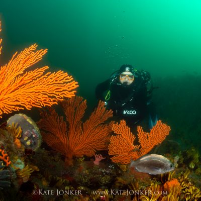 diver at steenbras deep in gordons bay