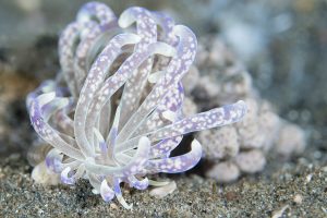 Muck diving macro underwater photography