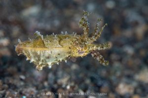 tiny cuttlefish photographed during muck diving macro underwater photography