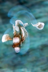 using long exposure for macro underwater photography