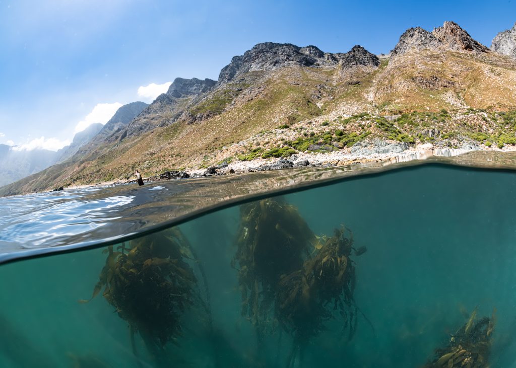 Creating Half-and-Half (Split Shot) Underwater Photos – Kate Jonker –  Underwater Photography