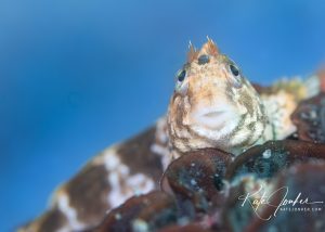 blue water background macro underwater photography