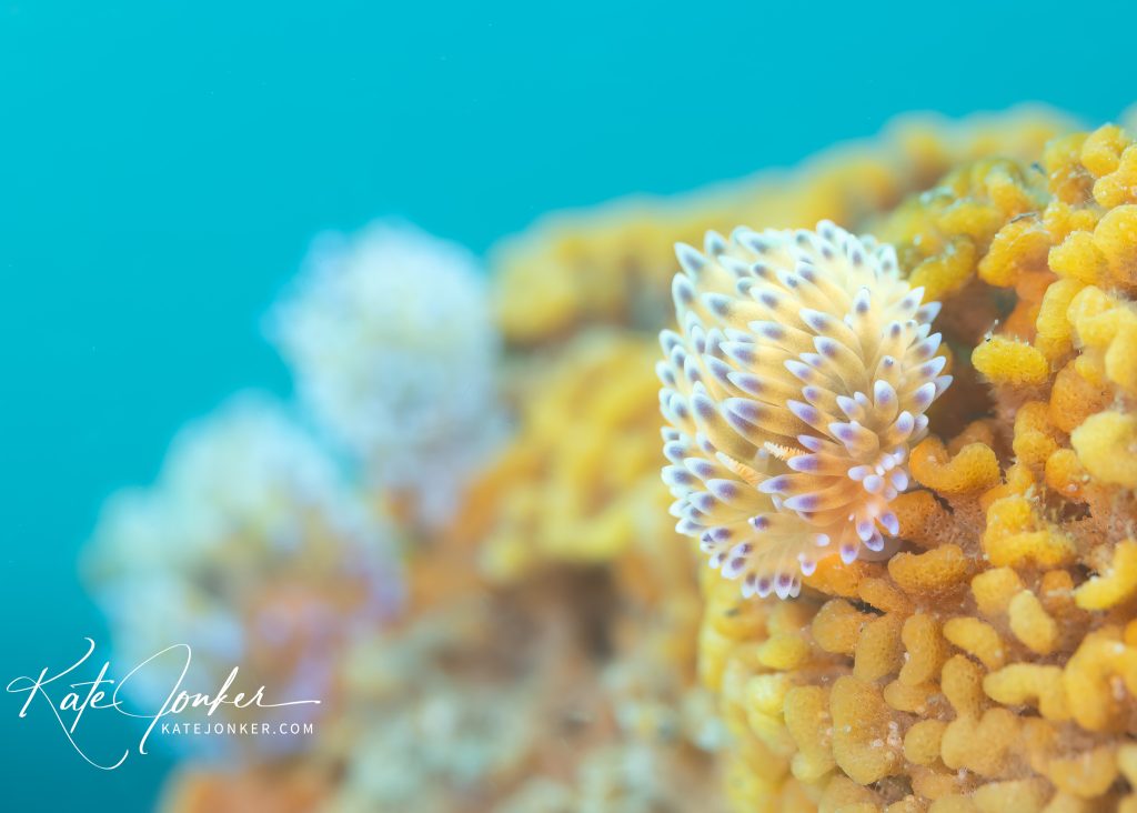 creative macro underwater photography