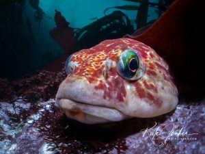 using wide angle macro in underwater photography