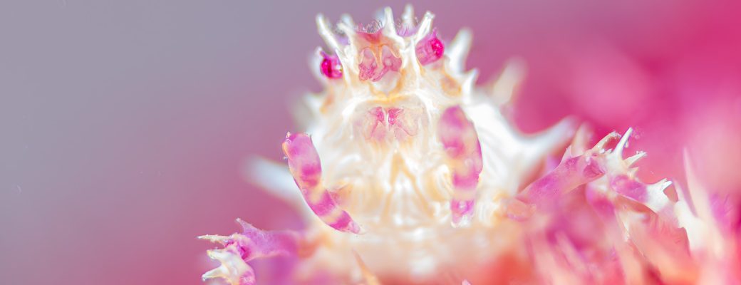 using shallow depth of field for macro underwater photography