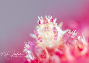 using shallow depth of field for macro underwater photography