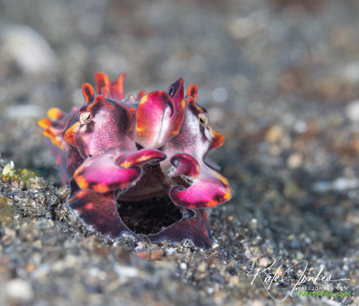 KJ_Lembeh_1-8